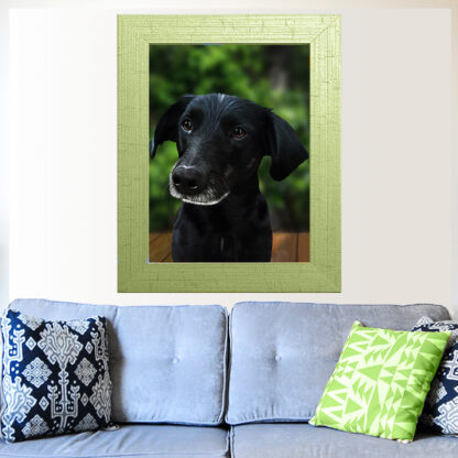 Pet Portraits - Image 9